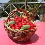 Luxury tent Agricamping La Gallinella Castagneto Carducci